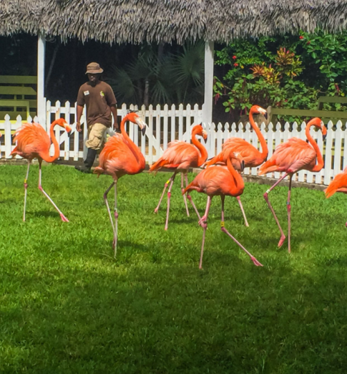 Bahamas_Flamingos