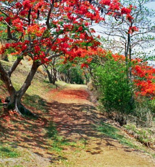 stlucia_hike trail